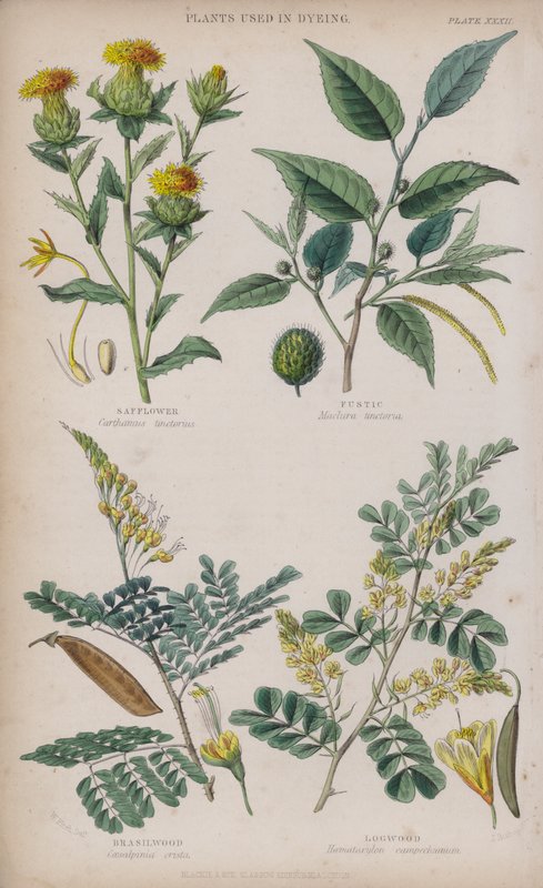 Saffloer; Fustic; Brasilhout; Hout (gekleurde gravure) door W. Fitch