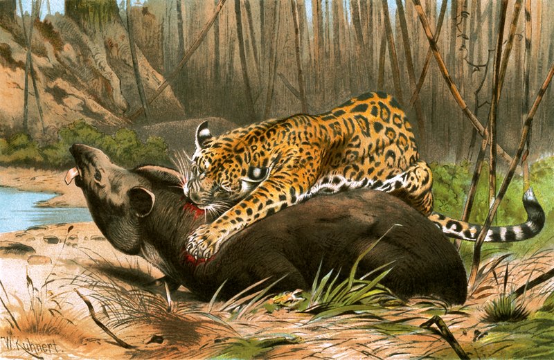 Jaguar die een Tapir Doodt door Wilhelm Kuhnert