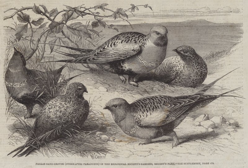 Pallas Zandhoen (Syrrhaptes paradoxus) in de Tuinen van de Zoological Society, Regent