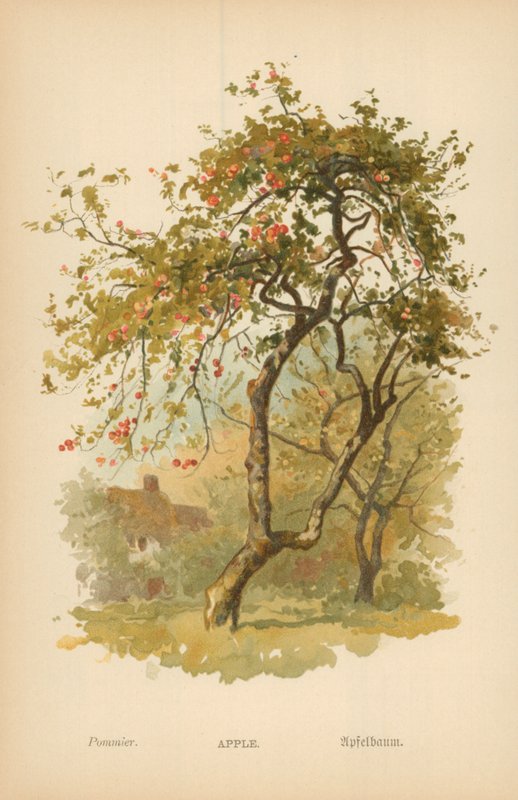 Appel door William Henry James Boot