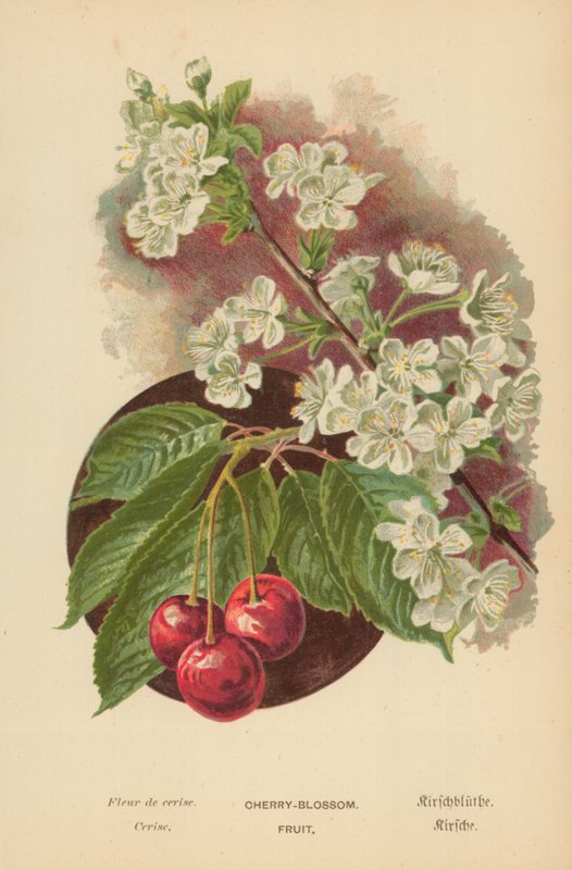 Kersenbloesem. Fruit door William Henry James Boot