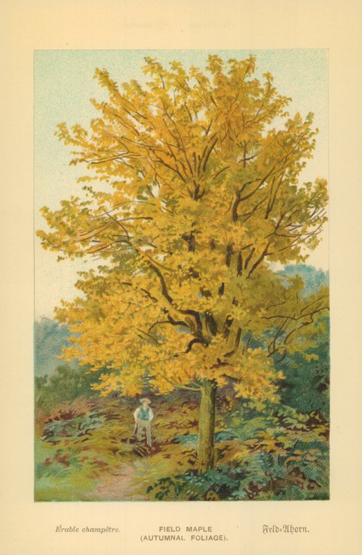 Veldesdoorn (Herfstbladeren) door William Henry James Boot