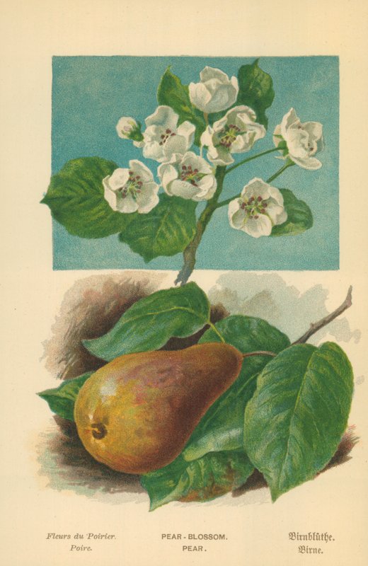 Perenbloesem. Peer door William Henry James Boot