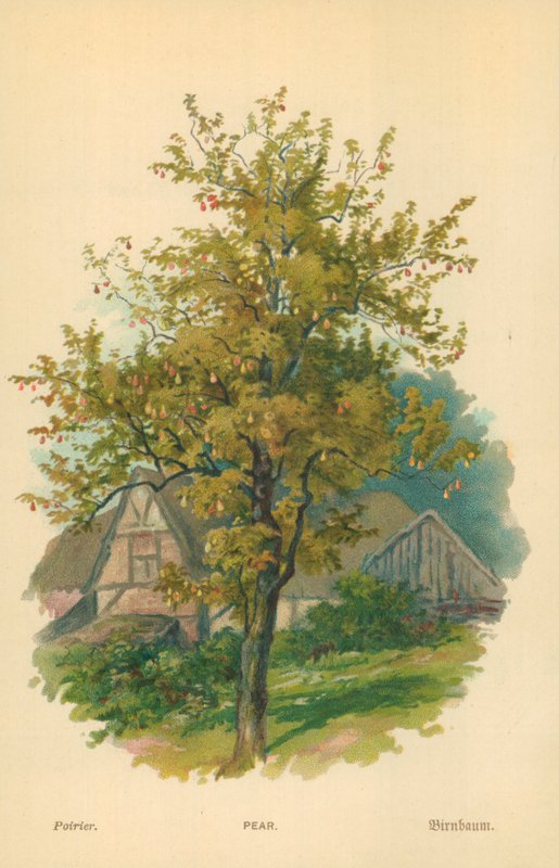 Peer door William Henry James Boot