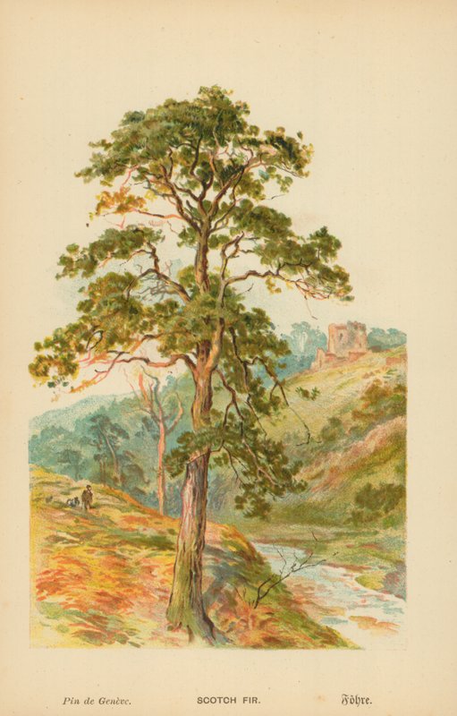 Grove Den door William Henry James Boot
