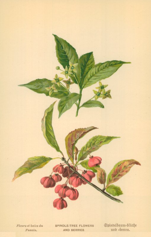 Spilboom bloemen en bessen door William Henry James Boot