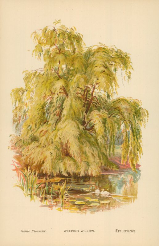 Treurwilg door William Henry James Boot