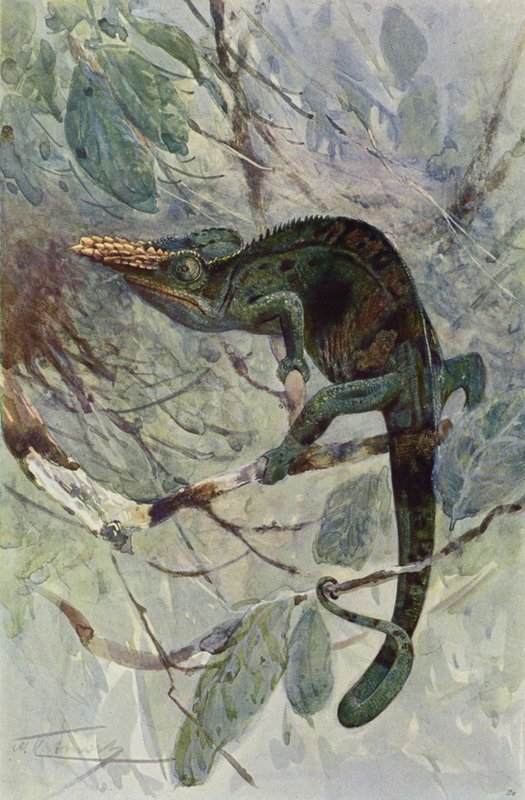 Afrikaanse kameleon door after Wilhelm Kuhnert
