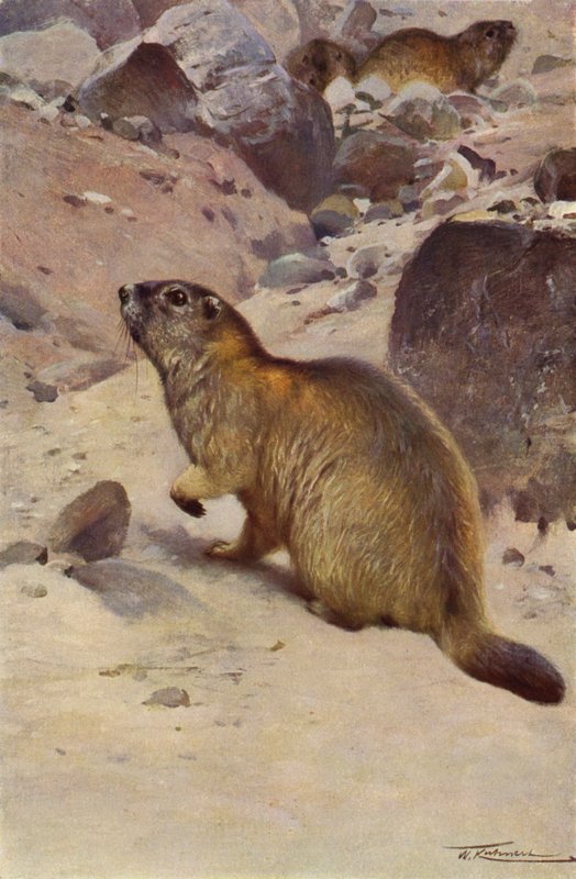 Alpenmarmot door after Wilhelm Kuhnert