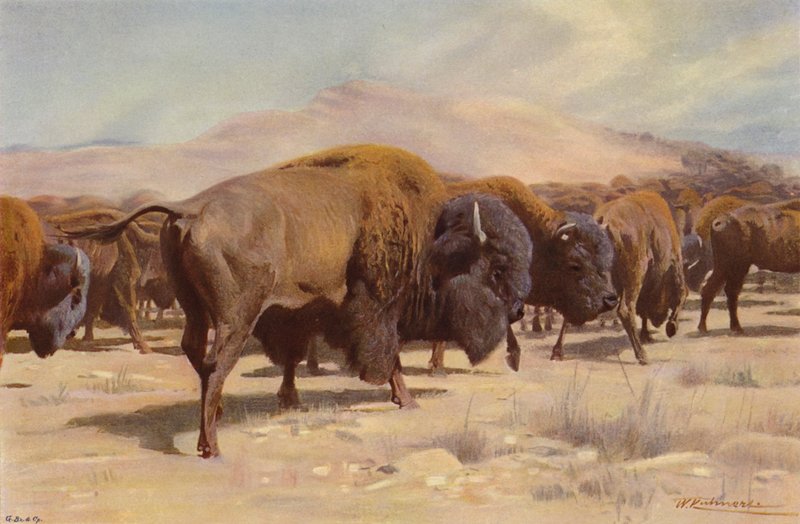 Amerikaanse Bizon door after Wilhelm Kuhnert