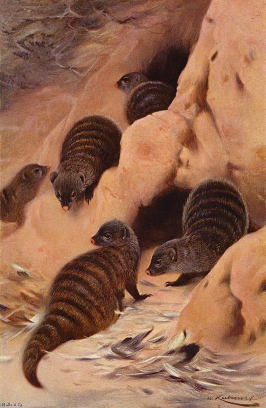 Gestreepte mangoest door after Wilhelm Kuhnert