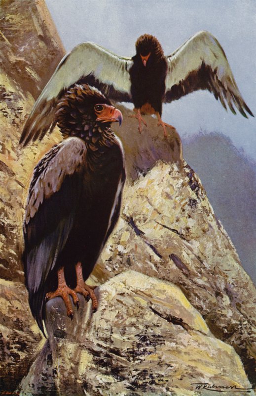 Bateleur adelaar door after Wilhelm Kuhnert