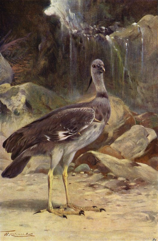 Kuif Schreeuwer door after Wilhelm Kuhnert