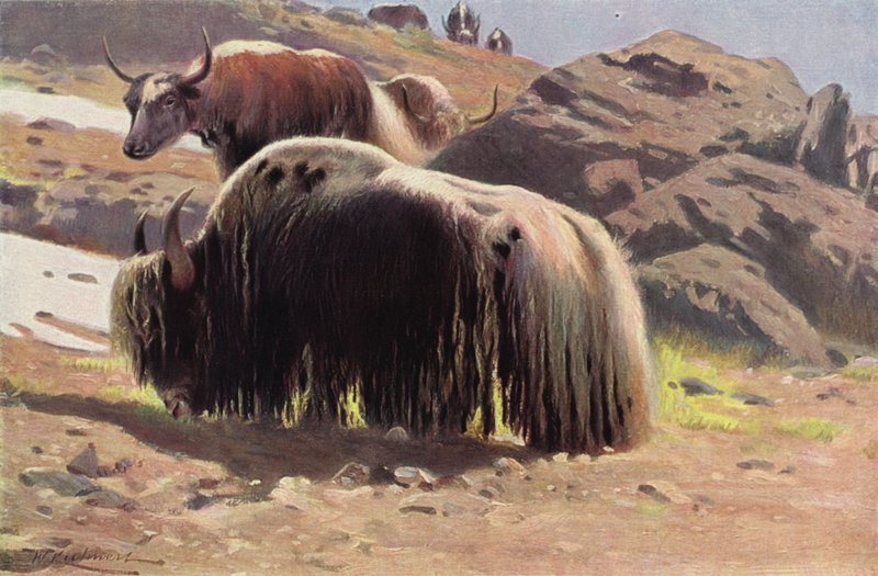 Gedomesticeerde Jak door after Wilhelm Kuhnert