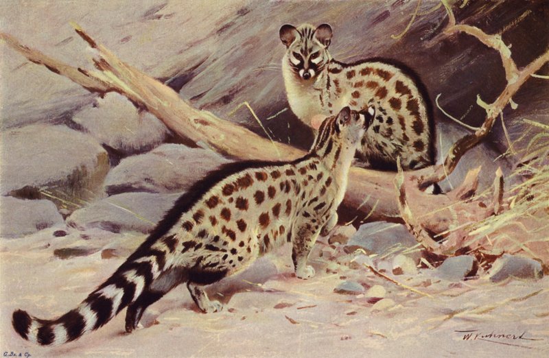 Dongola genet door after Wilhelm Kuhnert