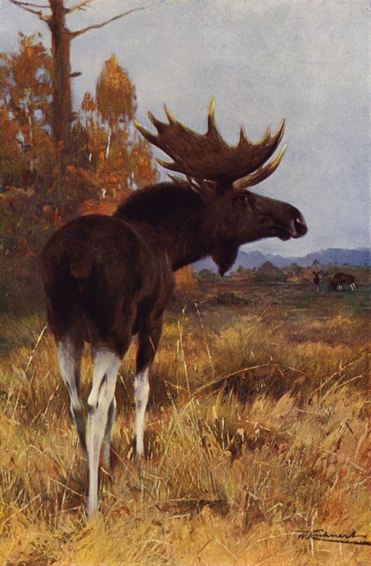 Eland door after Wilhelm Kuhnert