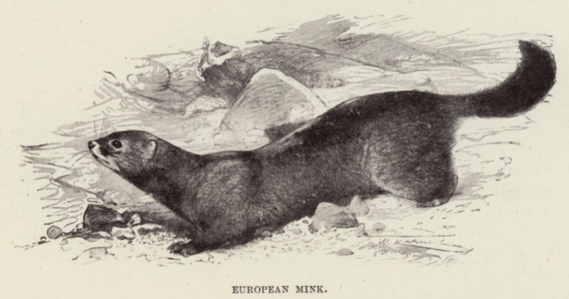 Europese nerts door after Wilhelm Kuhnert
