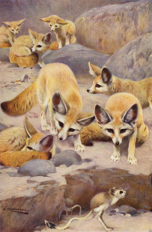 Fennek en jerboa door after Wilhelm Kuhnert