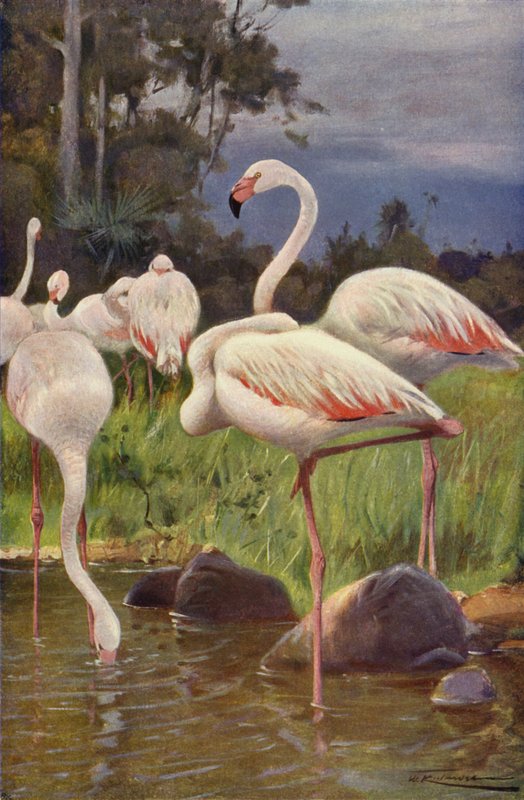 Flamingo door after Wilhelm Kuhnert