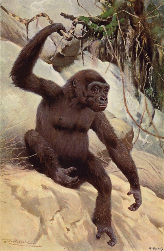 Gorilla door after Wilhelm Kuhnert