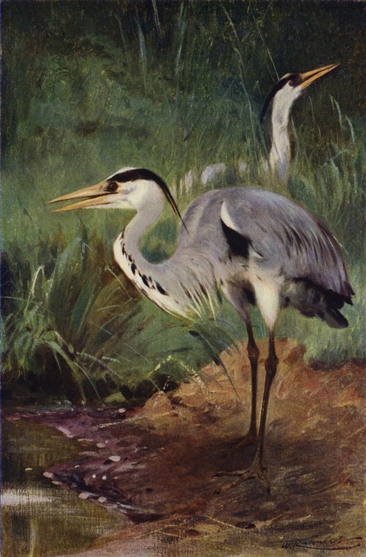 Reiger door after Wilhelm Kuhnert