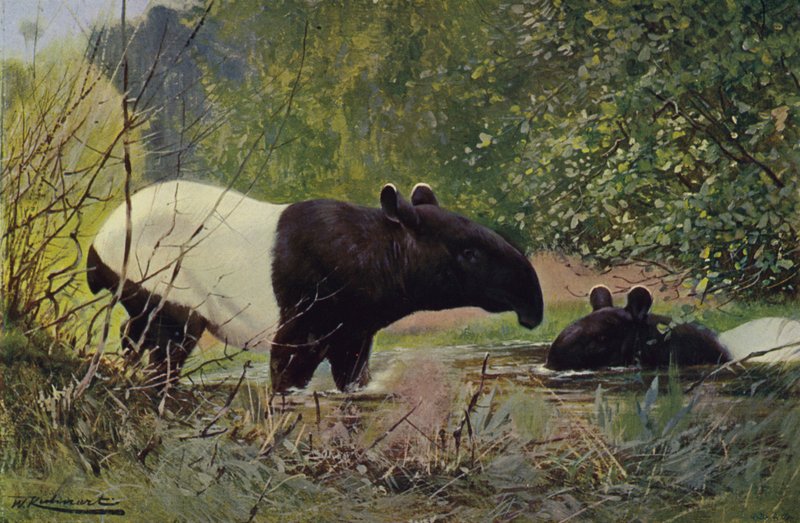 Indiase Tapir door after Wilhelm Kuhnert