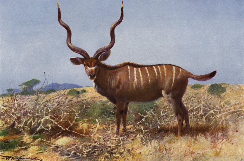 Kudu door after Wilhelm Kuhnert