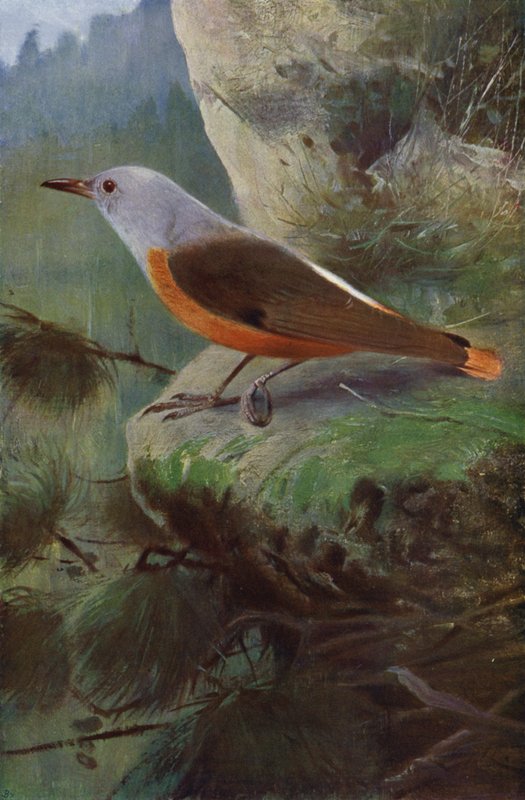 Rotslijster door after Wilhelm Kuhnert
