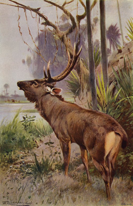 Sambar door after Wilhelm Kuhnert