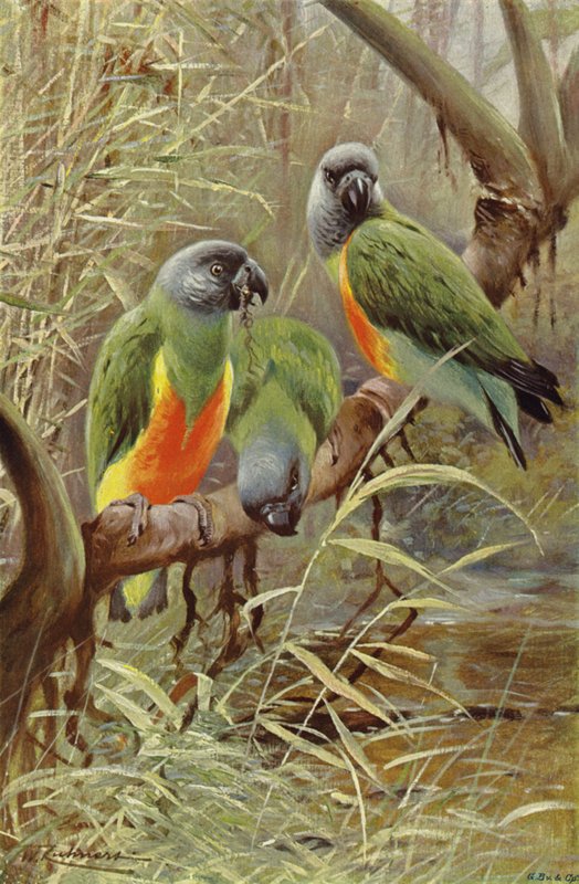 Senegal papegaai door after Wilhelm Kuhnert