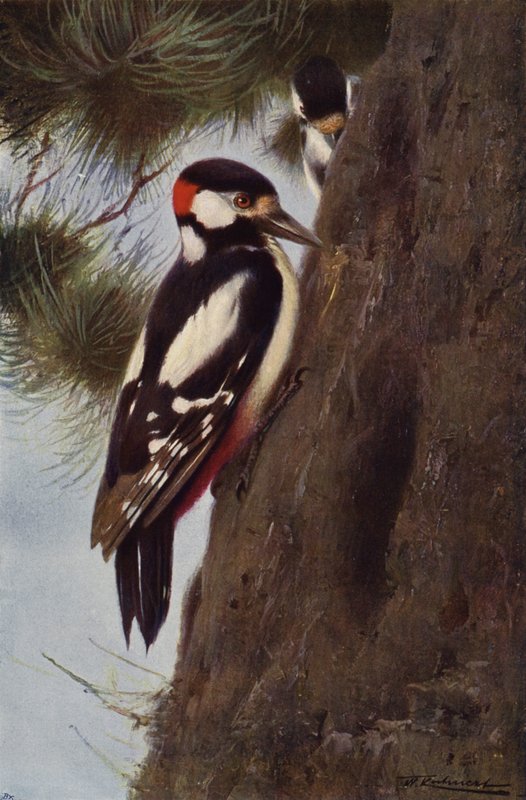 Grote Bonte Specht door after Wilhelm Kuhnert