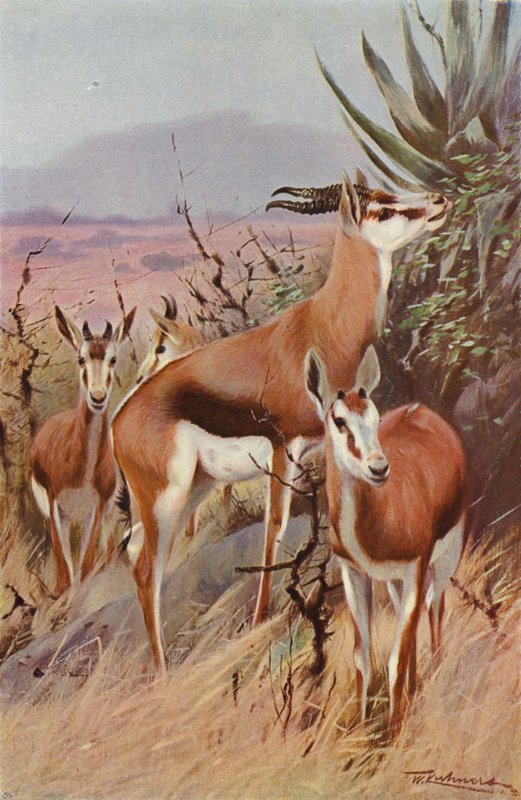 Springbok door after Wilhelm Kuhnert