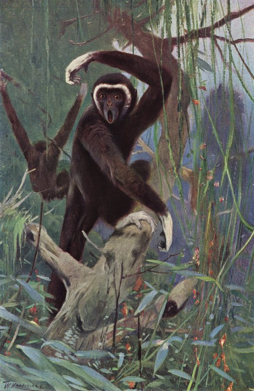 Witgehandgibbon door after Wilhelm Kuhnert